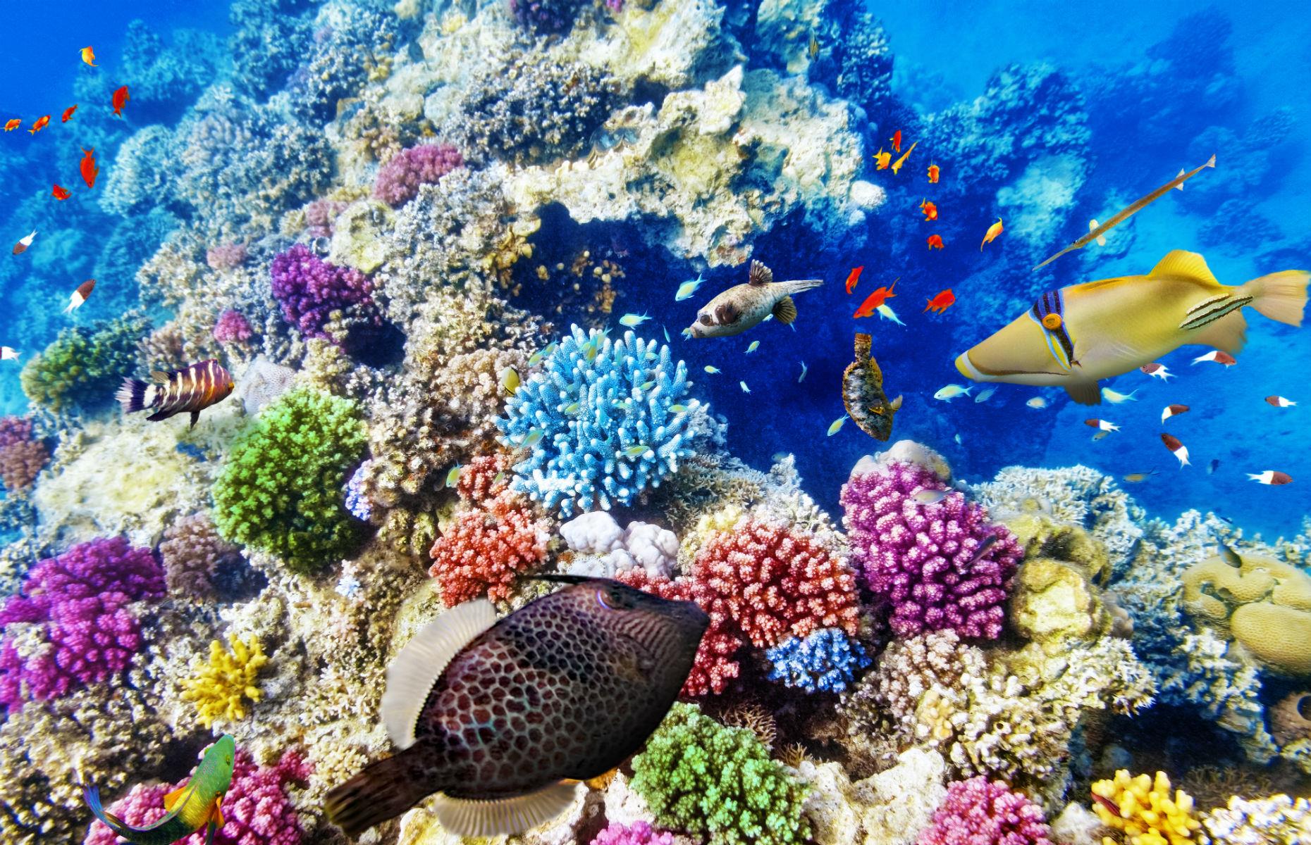 The Great Barrier Reef, Australia